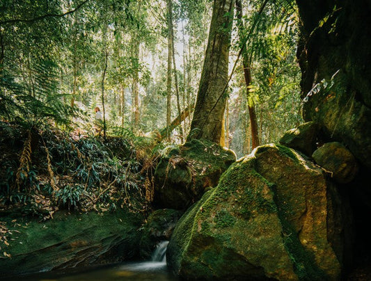 Coachwood Glen