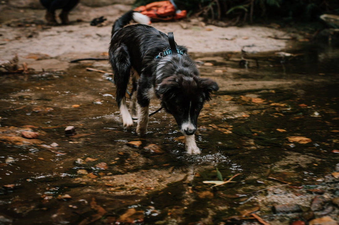 Dog Friendly Hikes in the Blue Mountains