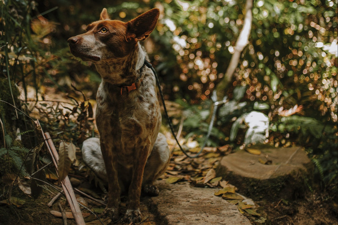 Hiking with Dogs