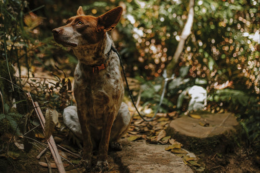 Hiking with Dogs