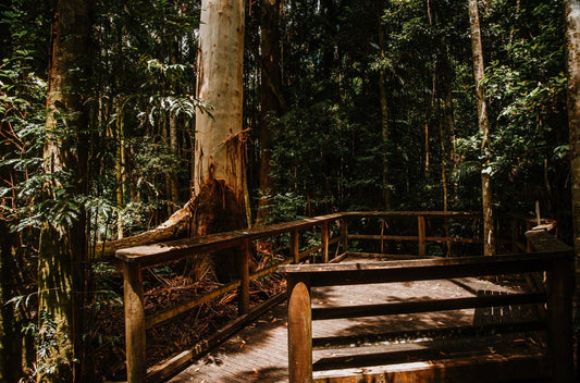 Mary Cairncross Scenic Reserve