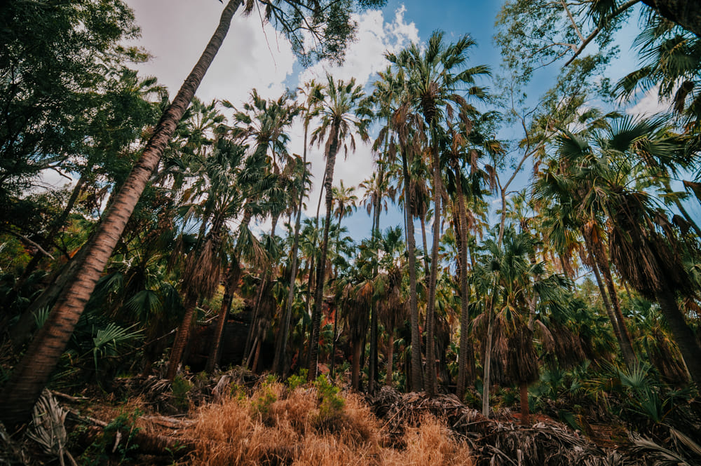 Palm Valley
