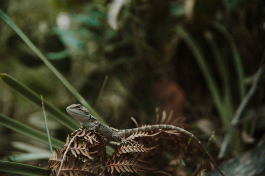 How to Turn a Bushwalk into a Wildlife Adventure