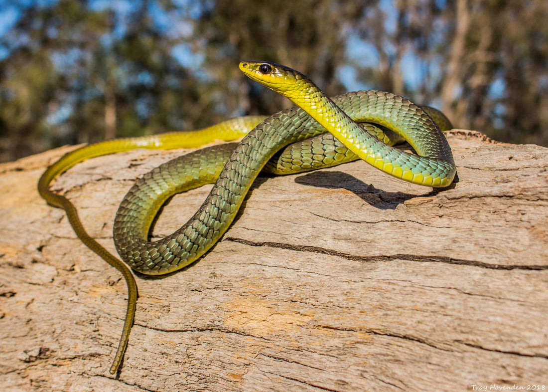 But What About Snakes?