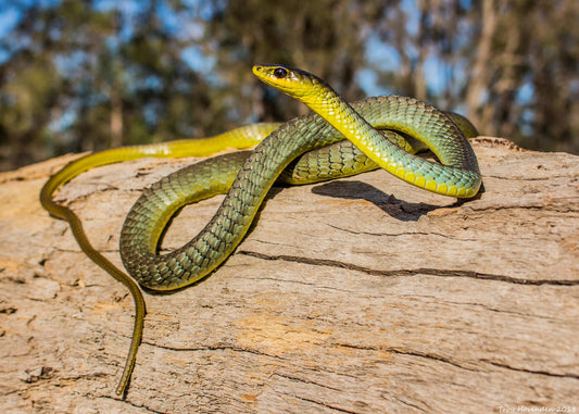 But What About Snakes?